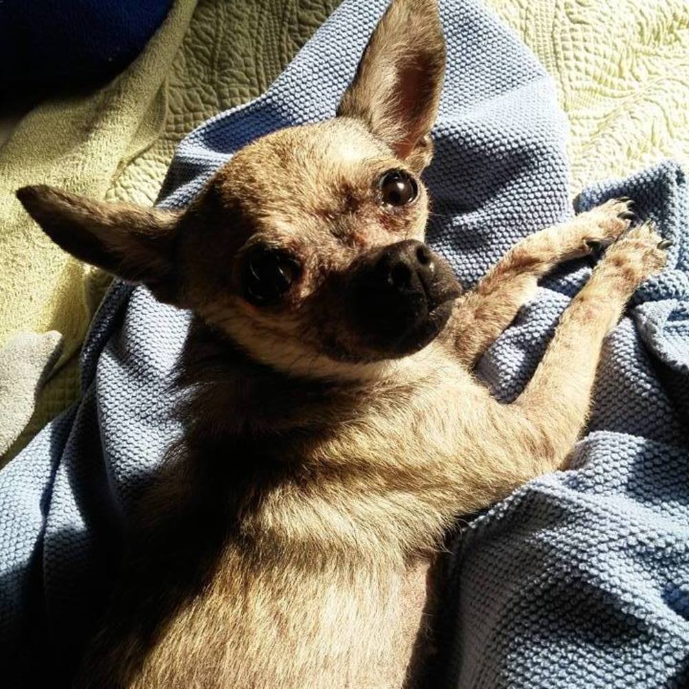 Meet your Posher, Leslie